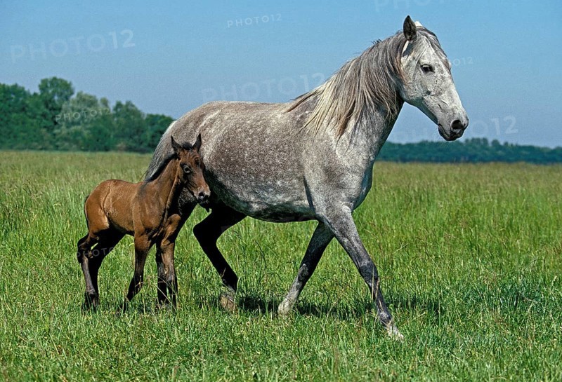 LUSITANO HORSE