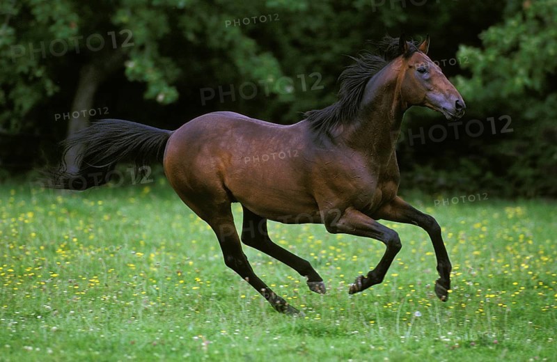 English thoroughbred horse