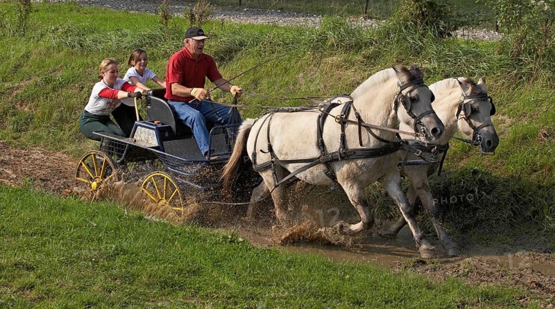 NORWEGIAN FJORD HORSE