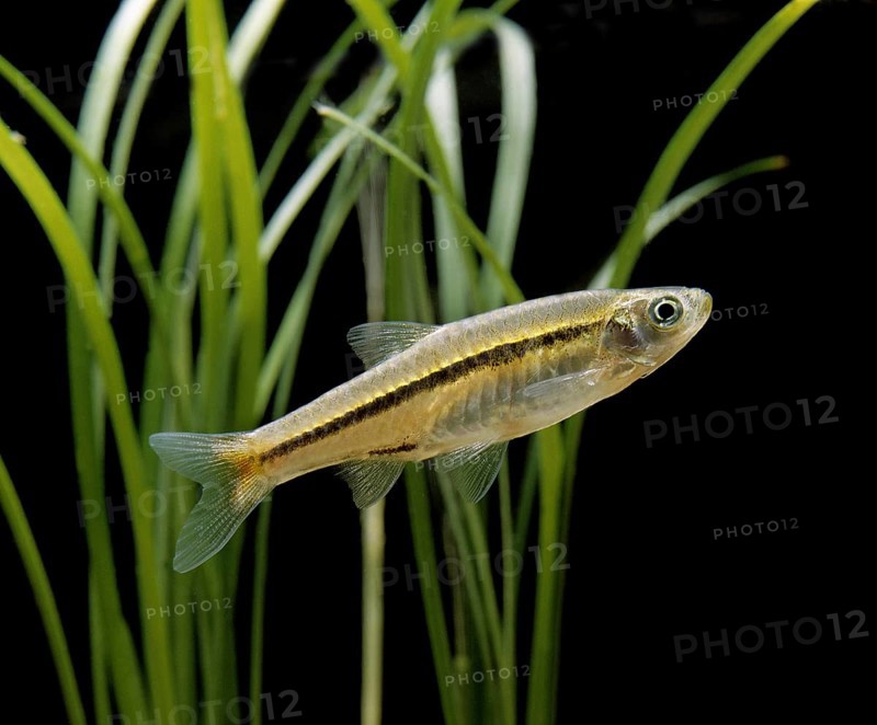Red-tailed Rasbora