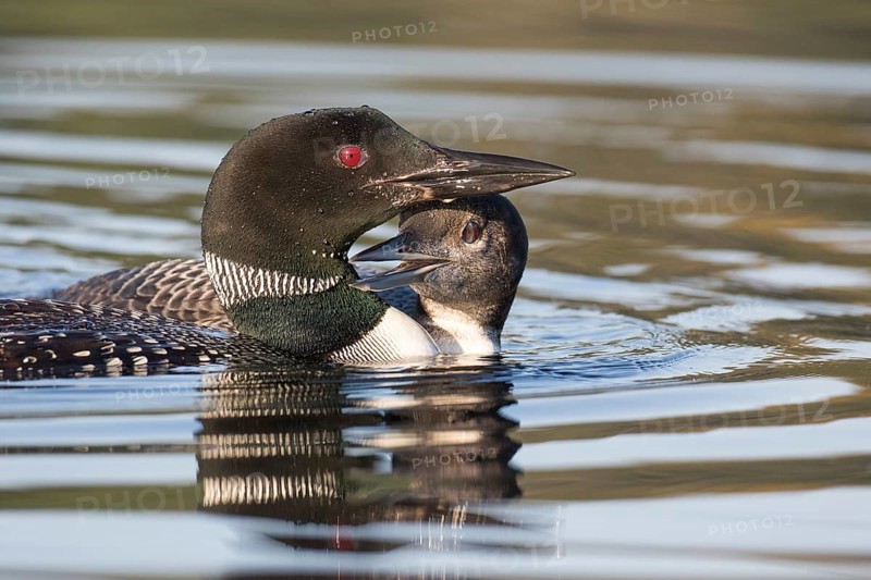 Great Northern Loon