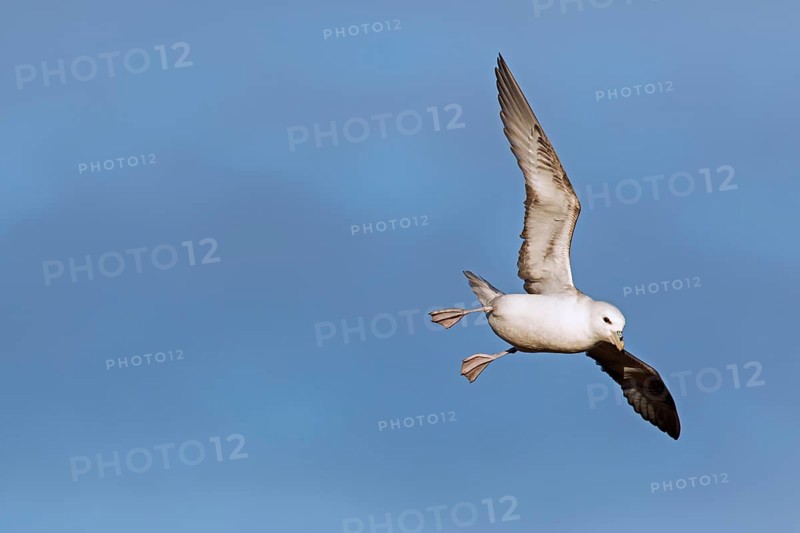 Northern fulmar