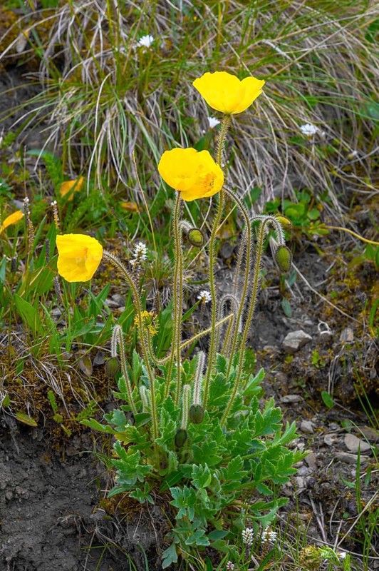 (Papaver) tianschanicum, Sary Jaz valley, Issyk Kul region, Kyrgyzstan, Asia