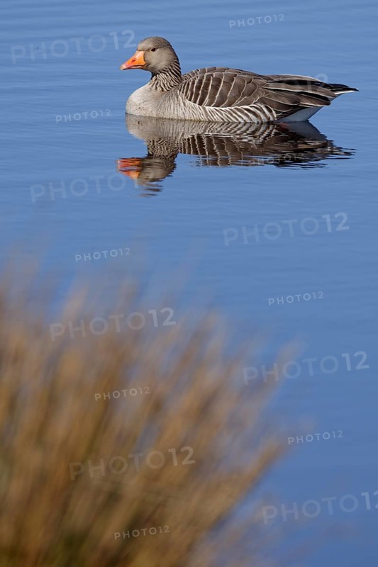 Greylag goose