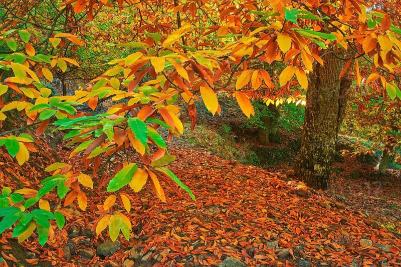 Autumn