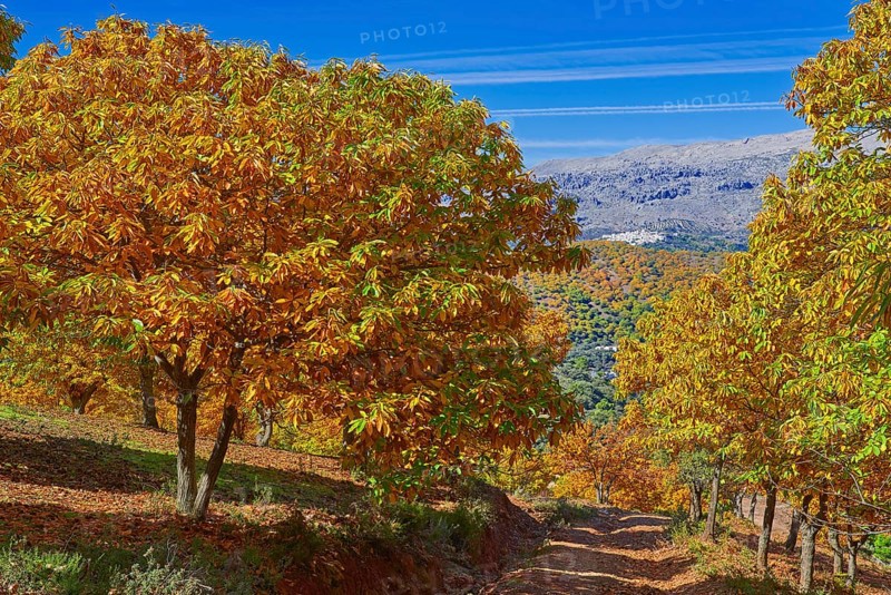 Autumn