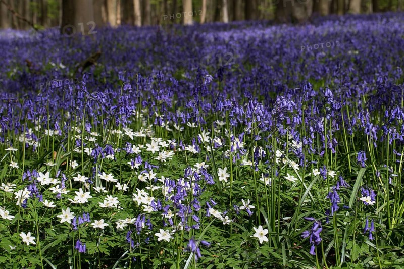 Bluebells