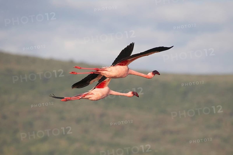 Lesser Flamingo