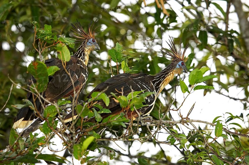 Hoatzin