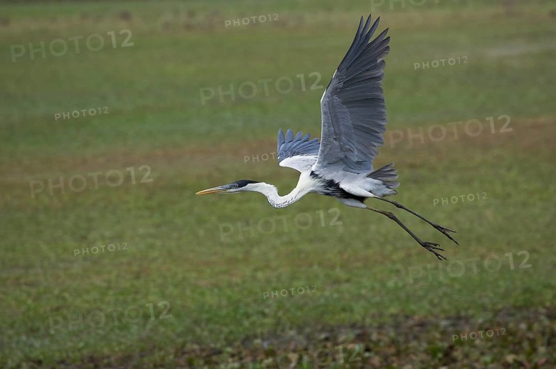 Cocoi heron