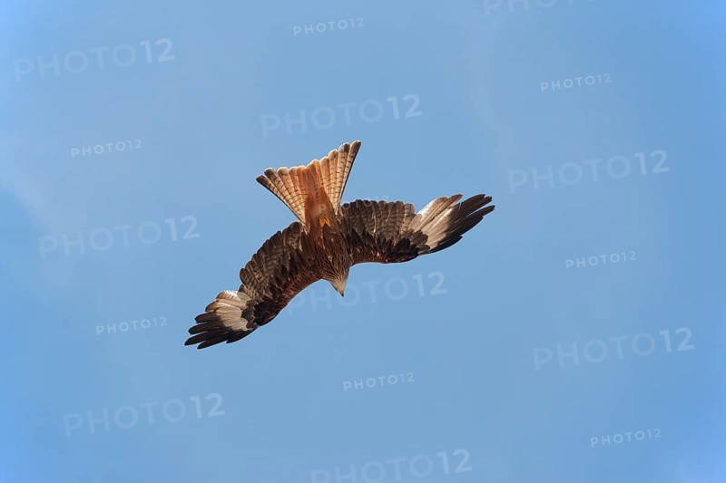 Red kite