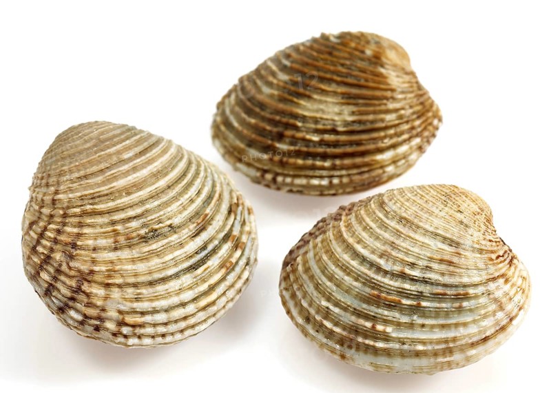 Shells