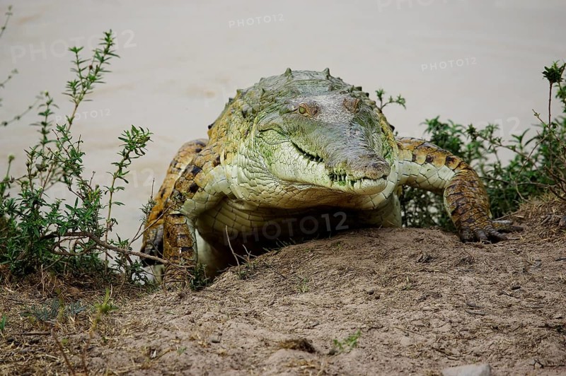 Orinoco Crocodile