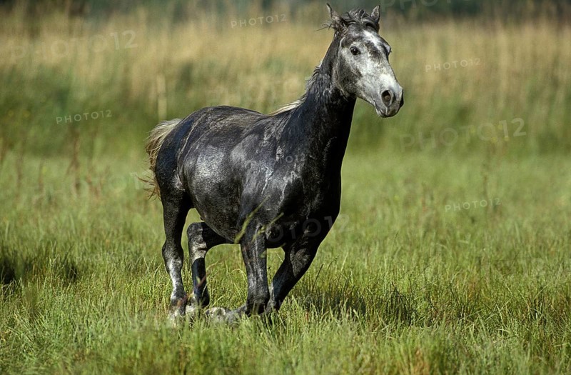 LIPIZZANER