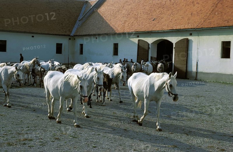 LIPIZZAN HORSE