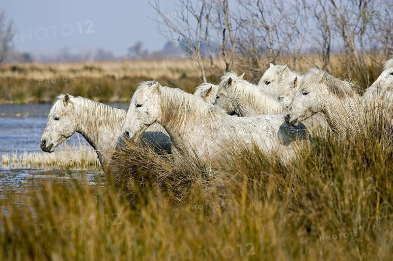 CAMARGUE HORSE
