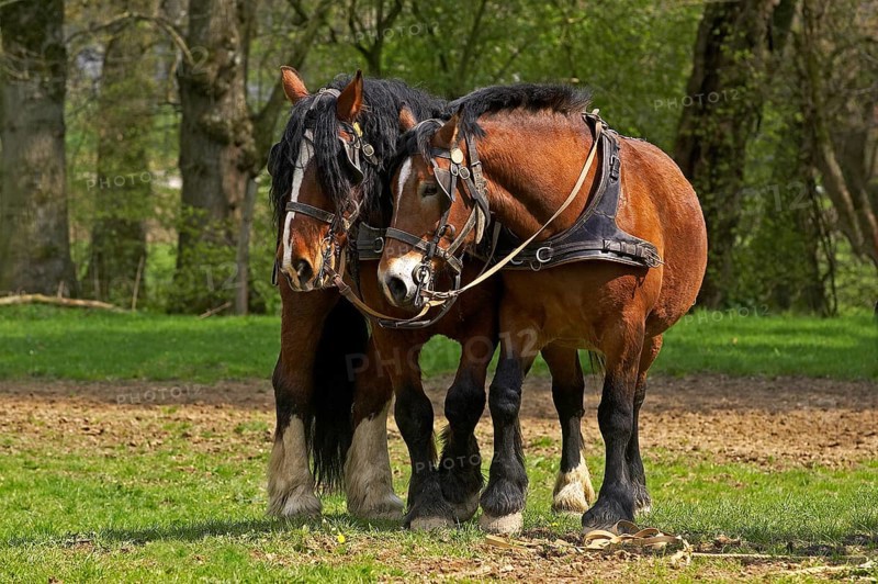 Cob Normand horse