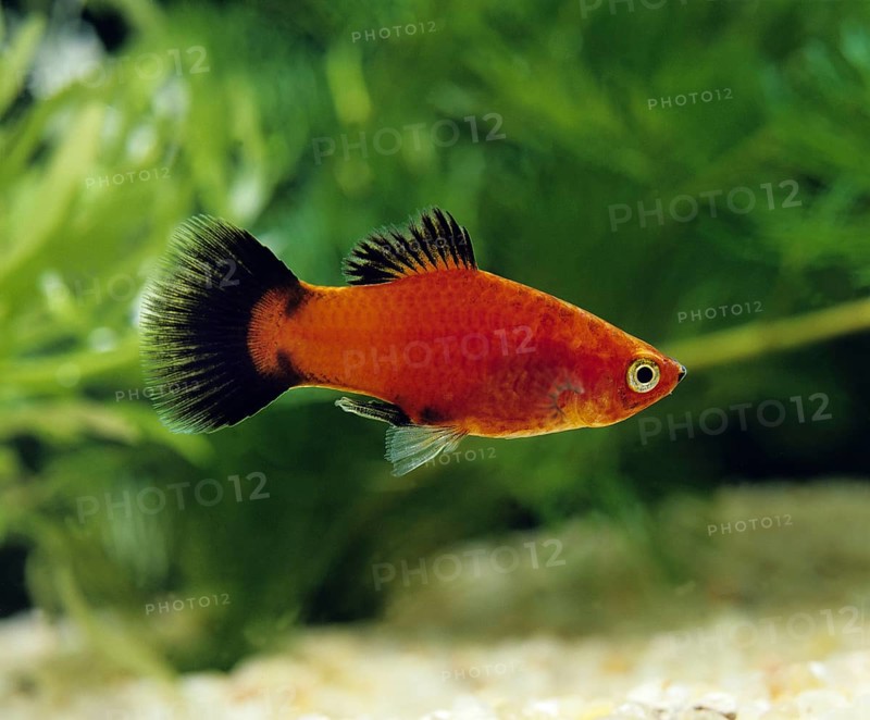 Wagtail Platy Fish