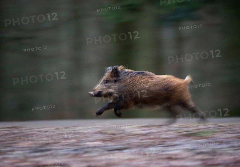 Wild Boar