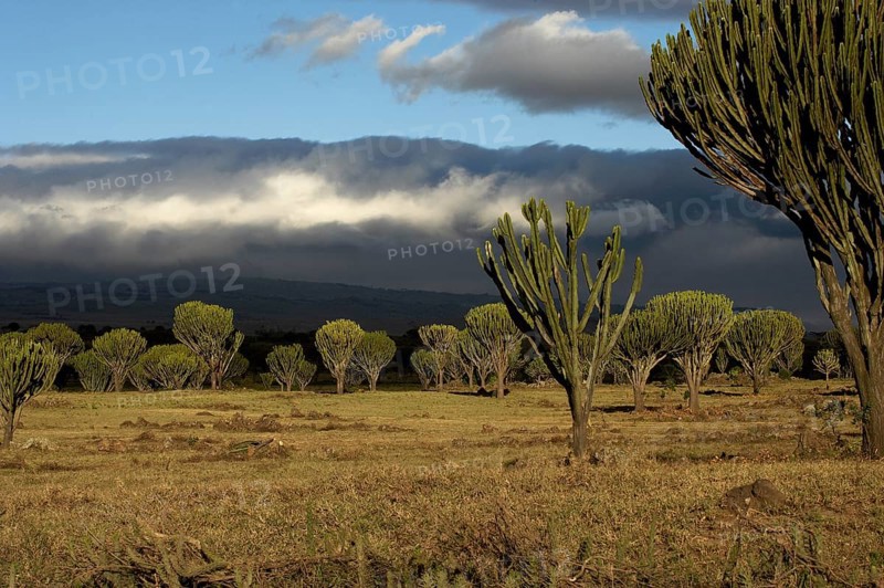 Euphorbia tree