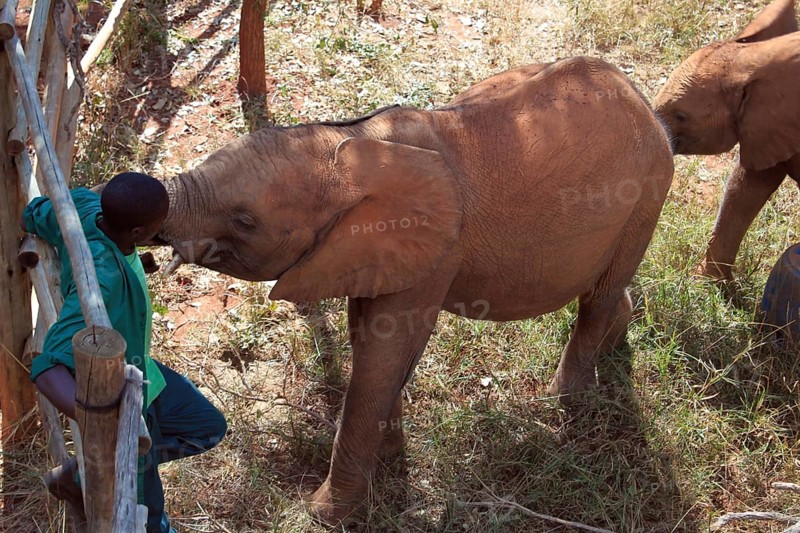 Elephant orphans with keeper