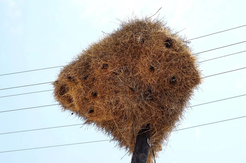 Net of Social Weaver