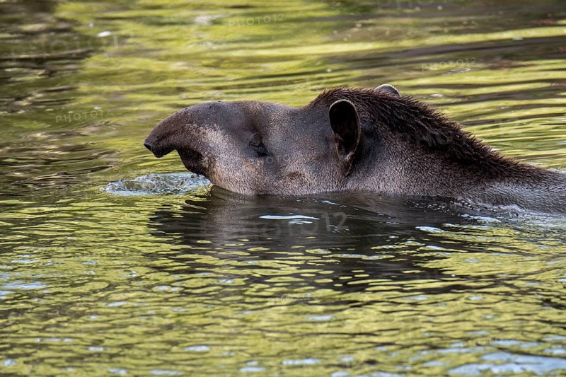 South American tapir