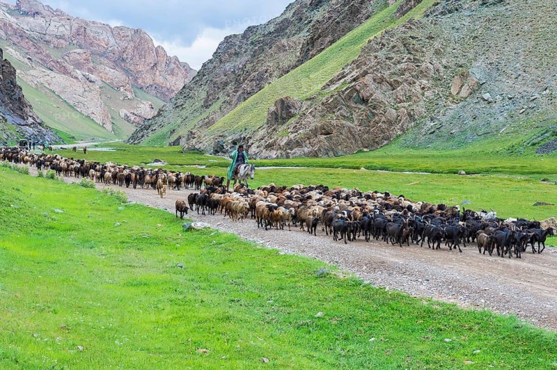 Shepherd leading a flock of sheep in a valley