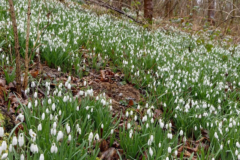 Common snowdrop