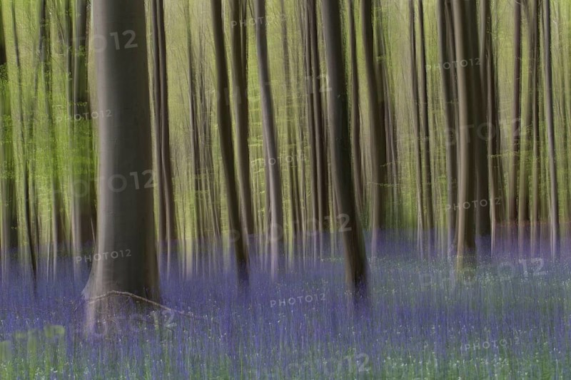 Bluebells