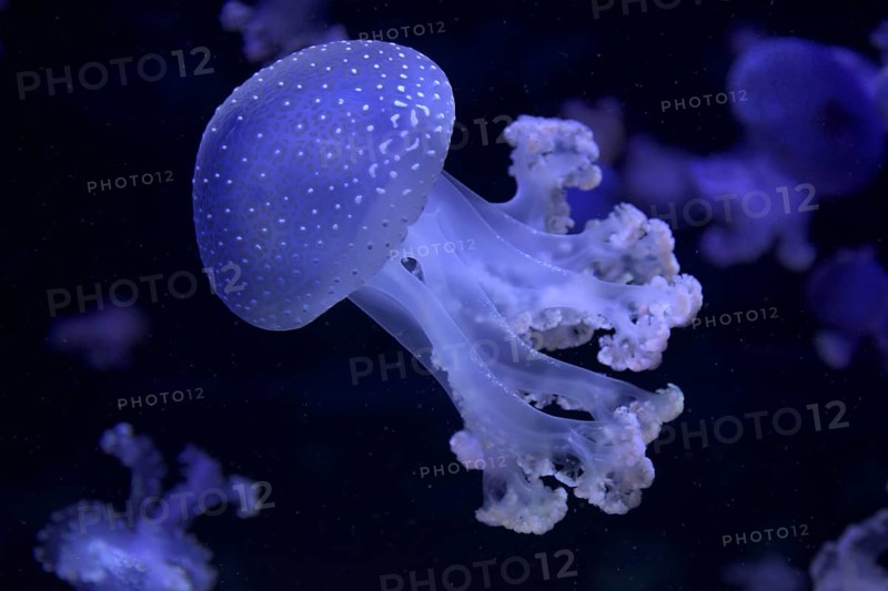Australian spotted jellyfish