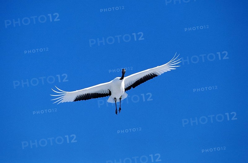 Japanese Red crowned crane