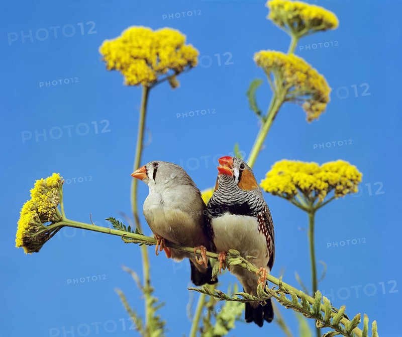 Zebra Finch