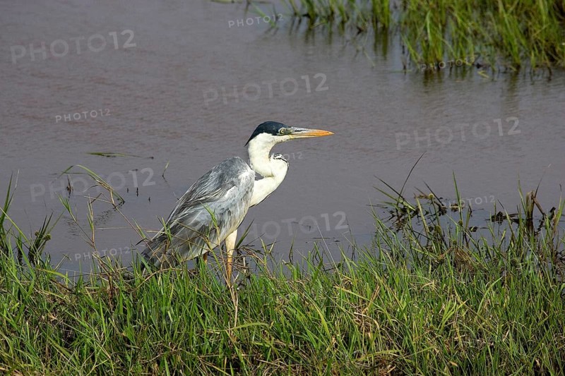 Cocoi heron