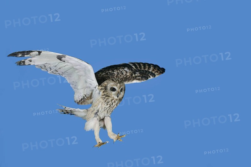 Short eared owl