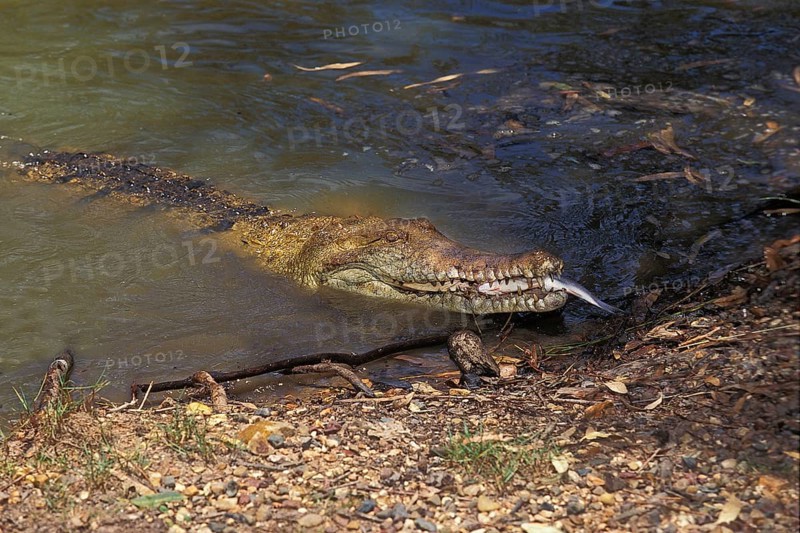 Australian freshwater crocodile