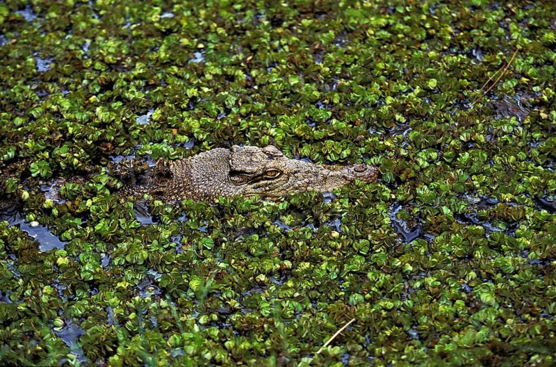 Australian Saltwater Crocodile