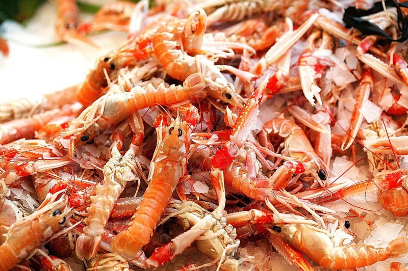 DUBLIN BAY PRAWN OR NORWEGIAN HUMMER OR SCAMPI ephrops norvegicus AT THE FISHING STAND