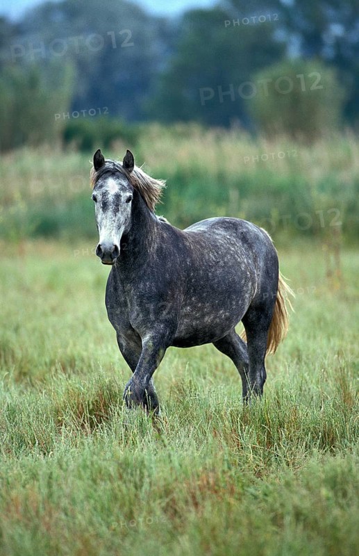 LIPIZZAN