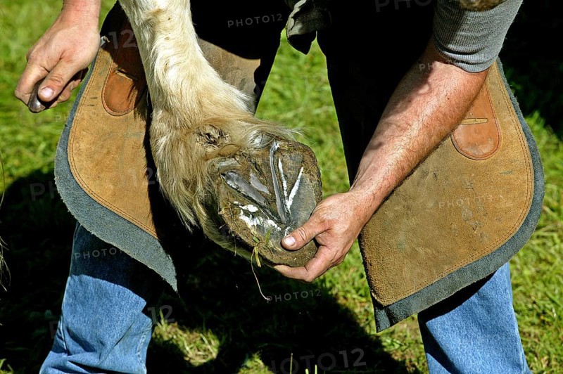 HUFSCHMIED WHEN A PERCHERON HORSE