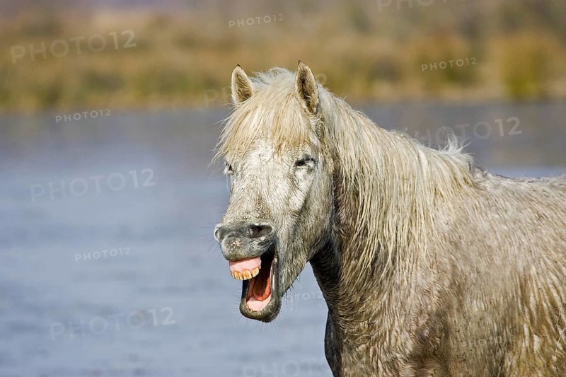 CAMARGUE HORSE