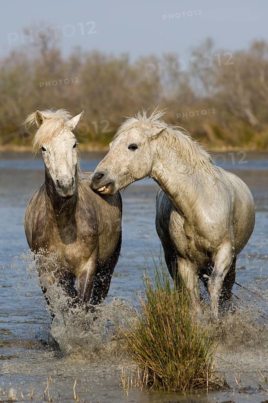 CAMARGUE HORSE