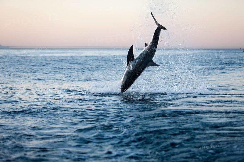 Great white shark