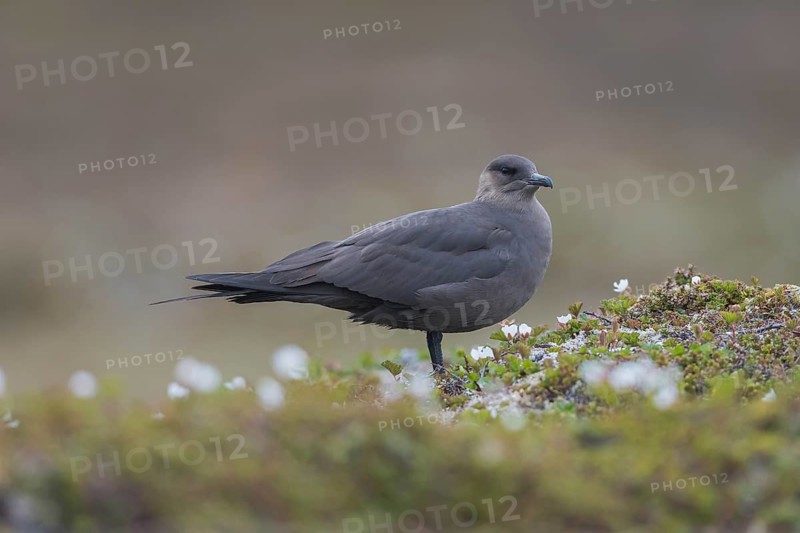 Arctic skua