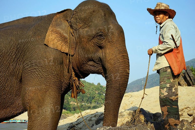 Elephant and mahout
