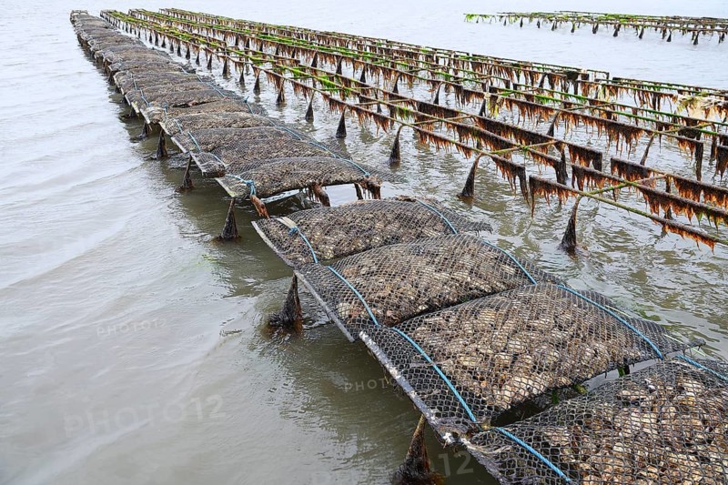 Pacific oyster