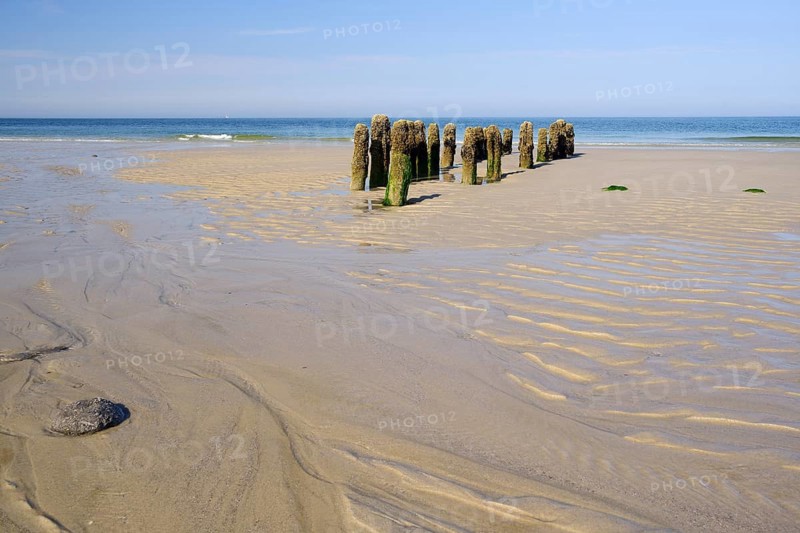 Algae-covered groynes in the evening at low tide