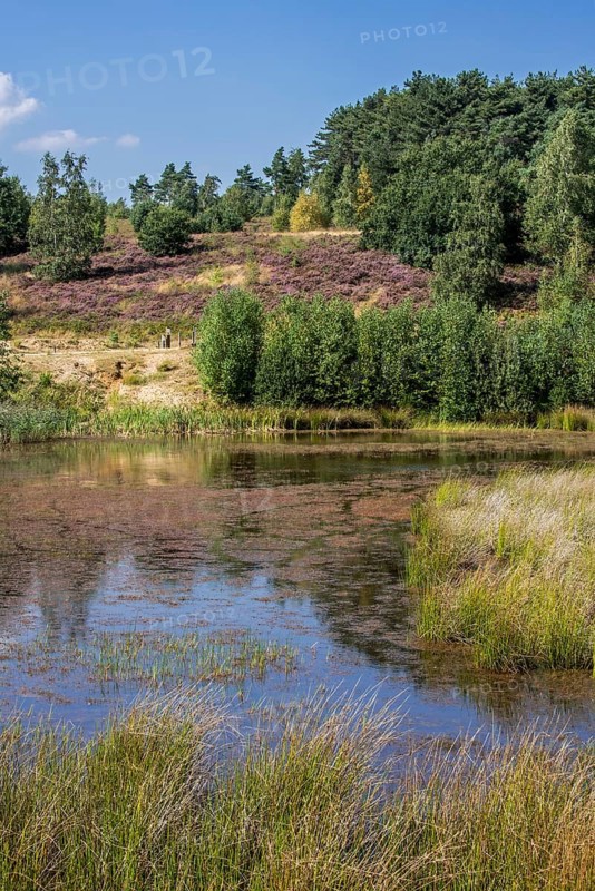 Pond and heather