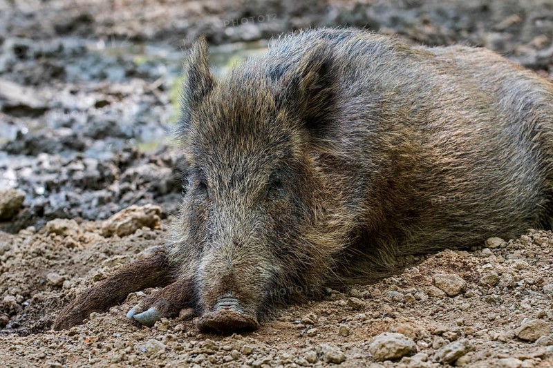 Wild boar