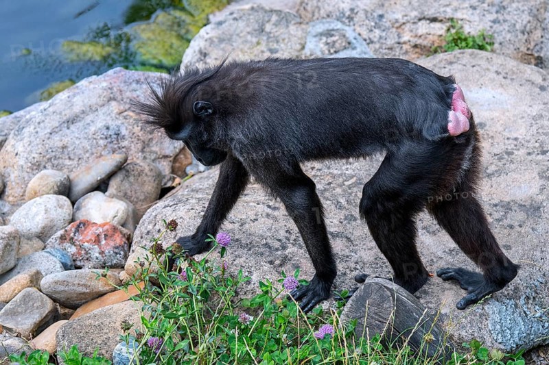 Celebes crested macaque